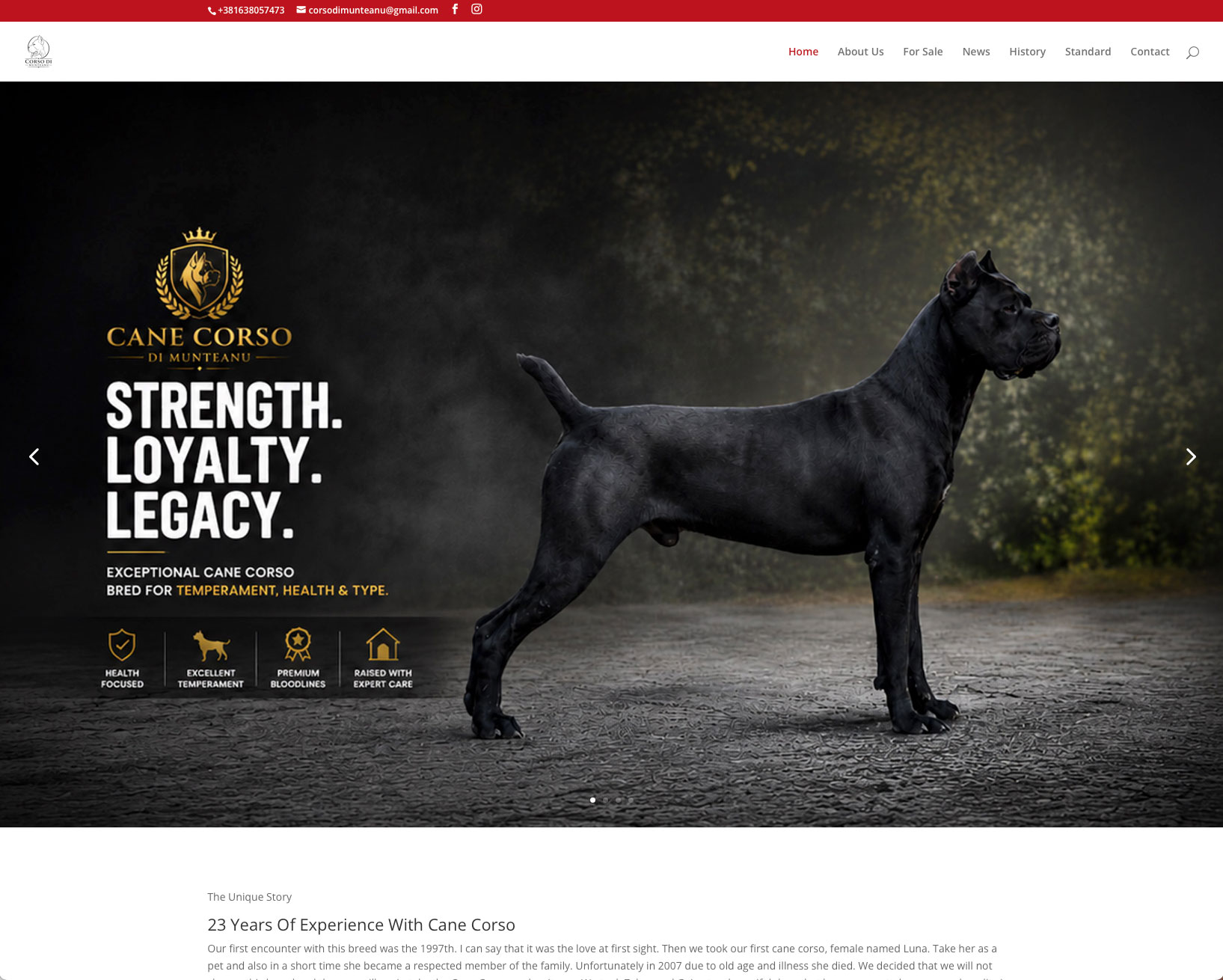 media-design-web-canecorsodimunteanu